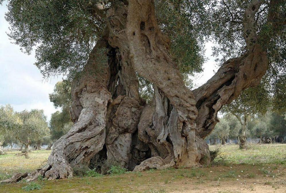 Bio-Agriturismo Masseria La Palombara 살베 외부 사진
